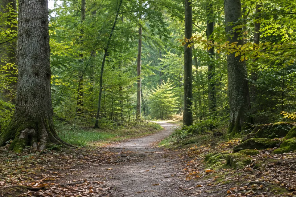 Łagodna ścieżka w zielonym lesie prowadząca ku światłu